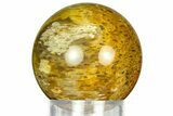 Polished Petrified Palm Wood Sphere - Indonesia #311565-1